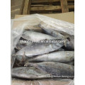 New stock frozen bonito tuna dry fish whole round 200-300g